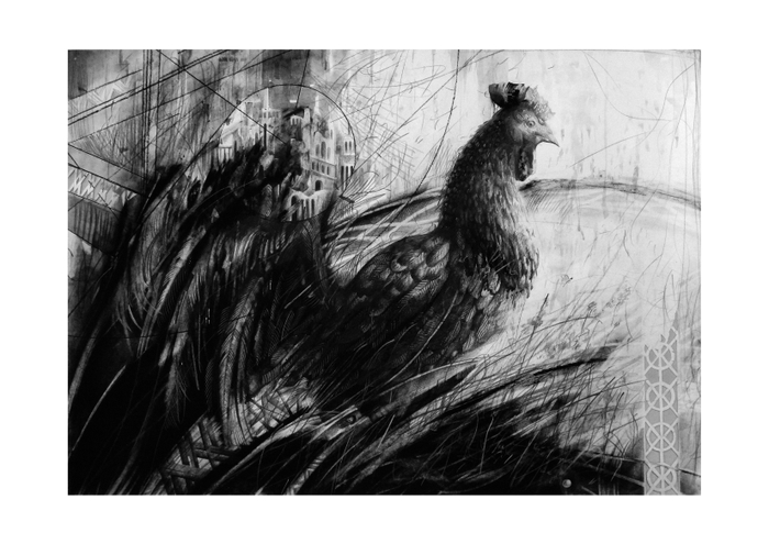 черная курица