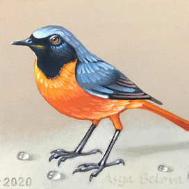 Горихвостка