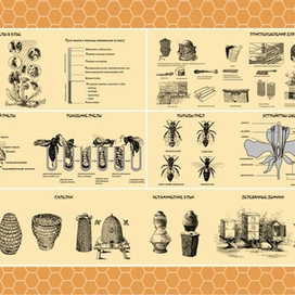 Баннер "Жизнь пчелы"