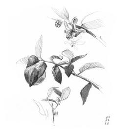 Ветка лимона