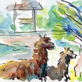 Ламы и осел