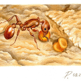 Муравей-агроном