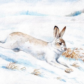 Как зимуют звери