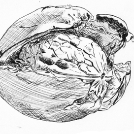 грецкий орех