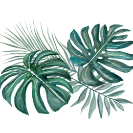 Экзотические растения 