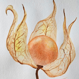 Физалис акварелью