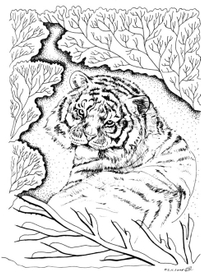 Тигр амурский