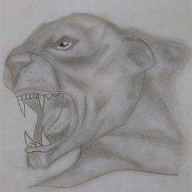 Пантера,оскал 