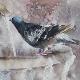 Голубь у фонтана