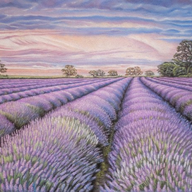 Лавандовое поле