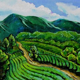 Плантации чая