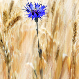 Piamime.  Loneliness / Одиночество