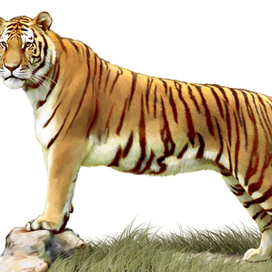 Иллюстрация для книги Брема «Жизнь животных» «Тигр»