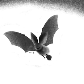 bat