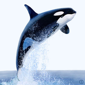 Иллюстрация для книги Брема «Жизнь животных» «Касатка»