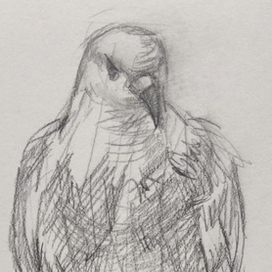 портрет голубя