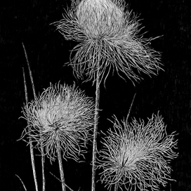 Пушица Шейхцера