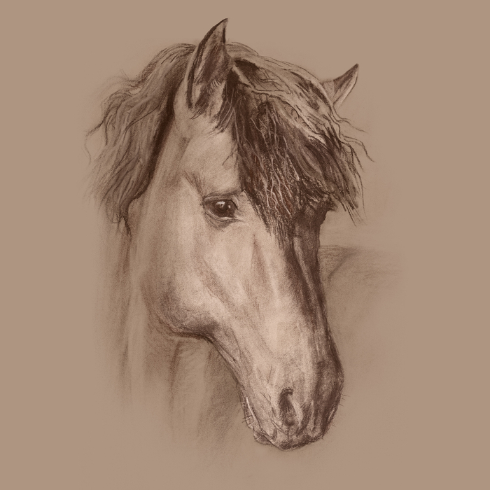 Лошадь клуба "Лаир", вятская, портрет