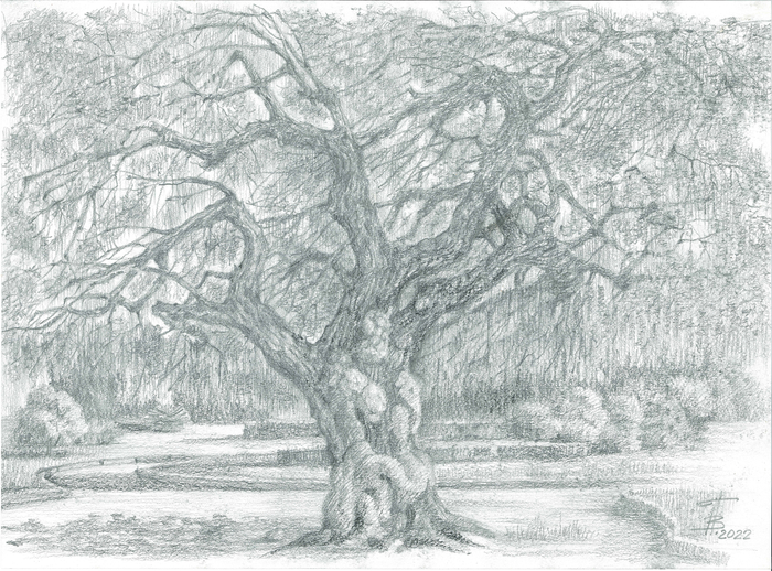 Старое дерево в Королевском саду Валенсии