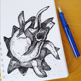 Иллюстрация с изображением драгонфрута