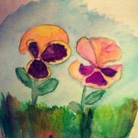 Анютены глазки 