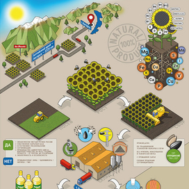 Инфографика для семечек "От Фенечки"