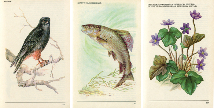 По страницам Красной книги. 1987 год