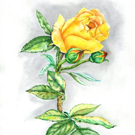 Жёлтая роза