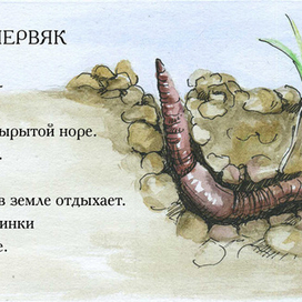 Дождевой червяк