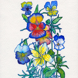 Анютины глазки