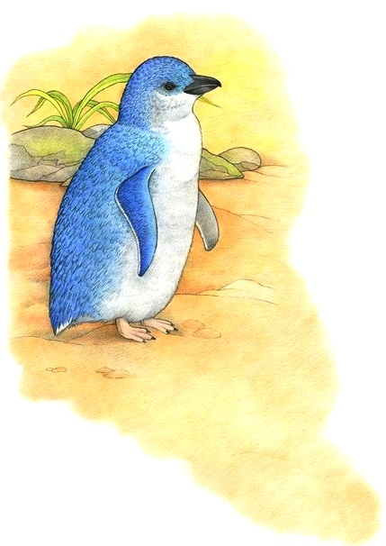 Малый  голубой пингвин