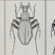 Стилизационный ряд