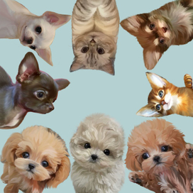 Домашние животные