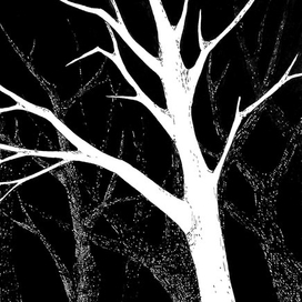 Зимние деревья