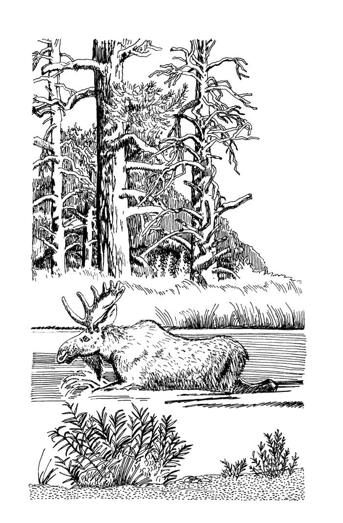 Иллюстрация Мурышева Валентина "Царь-Рыба" Виктор Астафьев 