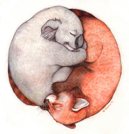 Коала и Красная Панда