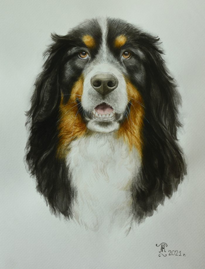 Бернский зенненхунд