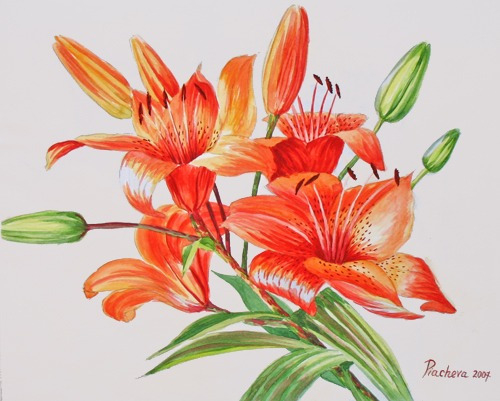 Оранжевые лилии.