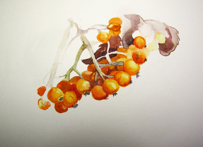 Акварельный марафон "третий четверг ноября". День 1. Рябина