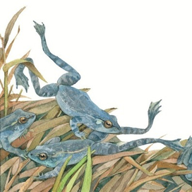 Голубые лягушки