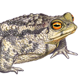 Серая жаба