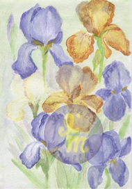 Ирисы