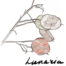 Lunaria