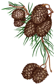 &quot;шышки&quot; :)