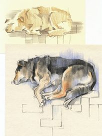 Зарисовки собак