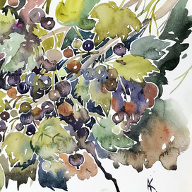 Чёрная смородина 