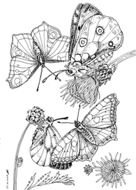 Бабочки