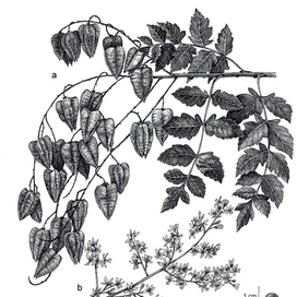 Научная иллюстрация "Koelreuteria paniculata"