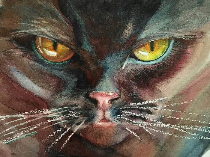 Котик Бойся