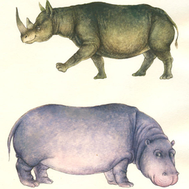 Носорог и бегемот.